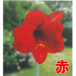 大人気!!花・球根 一重咲き アマリリス ポッ...の詳細画像1