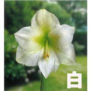 大人気!!花・球根 一重咲き アマリリス ポッ...の詳細画像2