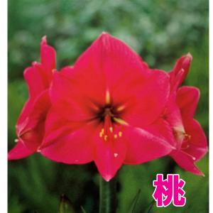 大人気!!花・球根 一重咲き アマリリス ポッ...の詳細画像3