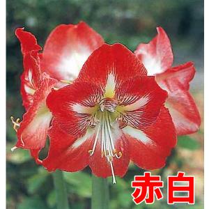 大人気!!花・球根 一重咲き アマリリス ポッ...の詳細画像5