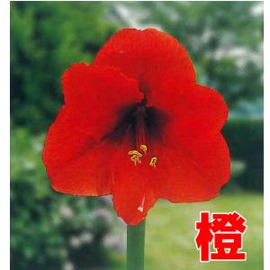 大人気!!花・球根 一重咲き アマリリス ポッ...の詳細画像4