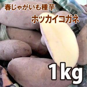 野菜・種/苗［春植えジャガイモ種芋］北海道産 ホッカイコガネ