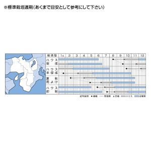 野菜の種/種子 フルティカ・中玉トマト 16粒...の詳細画像1
