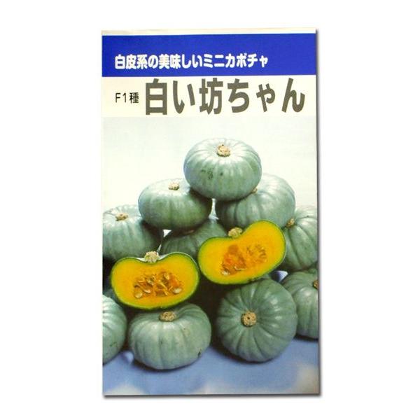 野菜の種/種子　F1種 白い坊ちゃん・かぼちゃ カボチャ　（春・夏・冬）6粒　（メール便発送）