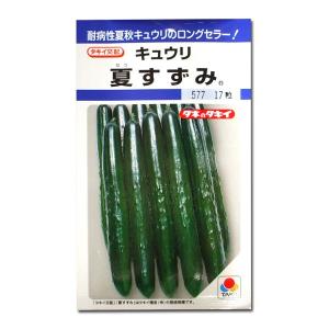 野菜の種/種子 夏すずみ・きゅうり キュウリ 1...の商品画像