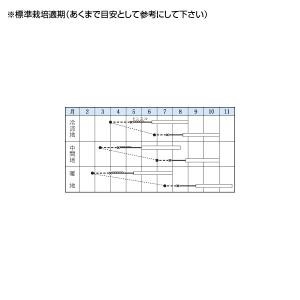 野菜の種/種子 夏すずみ・きゅうり キュウリ ...の詳細画像1