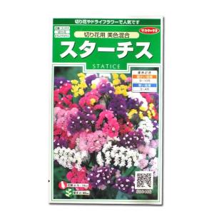 花の種　スターチス［切り花用 美色混合］　0.3ml（メール便発送）