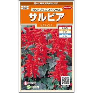 花の種 サルビア[ホットジャズ スペシャル] 約...の商品画像