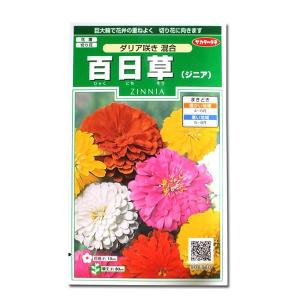 花の種　百日草/ジニア［ダリア咲き 混合］　2ml（メール便発送）｜vg-harada