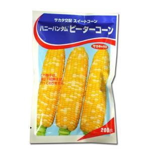 野菜の種/種子 ハニーバンタム ピーターコーン・とうもろこし 200粒（メール便発送）サカタのタネ 種苗【12月下旬頃より発送】