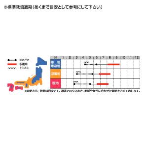 野菜の種/種子 ハニーバンタム ピーターコーン...の詳細画像1