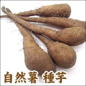 野菜・種/苗　自然薯/改良短形自然薯（ヤマイモ）・生もの種　5本入/１袋