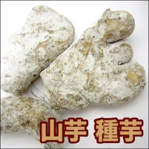 野菜・種/苗　ヤマイモ / 別名：いちょうイモ・大和イモ・大和芋・手イモ　手いも　種芋・生もの種　500g[約5個前後]　