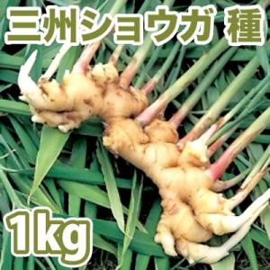 野菜・種/苗　千葉県産  三州生姜/白芽しょうが・生もの種　種生姜