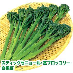 野菜の苗 スティックセニョール・茎ブロッコリー 自根苗＊サカタのタネ 種苗 オリジナル苗 4ポット入りセット【4月下旬頃発送】｜vg-harada