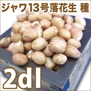大人気！】野菜・種/種子 おおまさりネオ 落花生・生もの種 2dl(約70粒