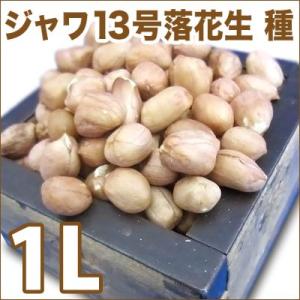 大人気！】野菜・種/種子 おおまさりネオ 落花生・生もの種 2dl(約70粒