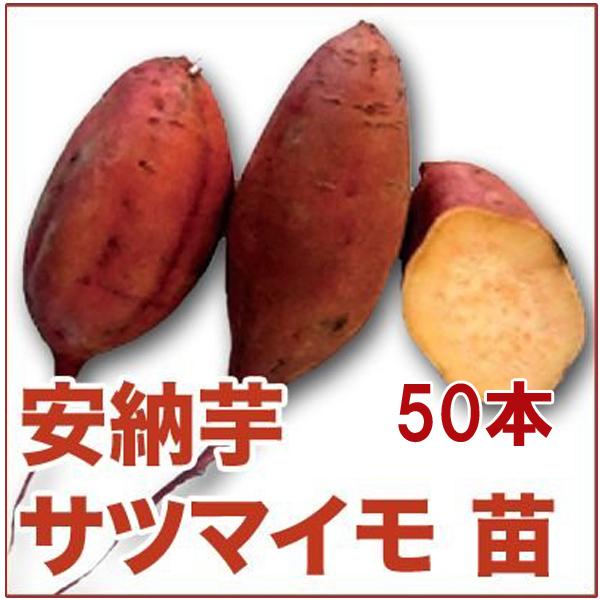 野菜の苗 安納芋/あんのう芋・サツマイモ さつま サツマ 苗 50本入り