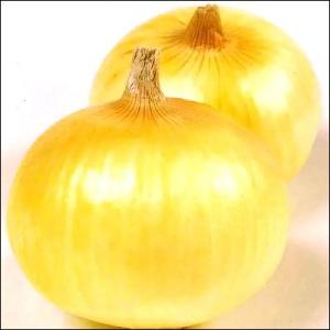 野菜の種/種子 超極早生!トップゴールド320...の詳細画像1