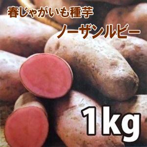野菜・種/苗［春植えジャガイモ種芋］ノーザンルビー