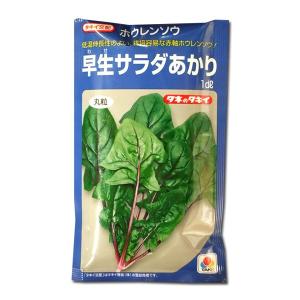 野菜の種/種子 早生サラダあかり・ほうれんそう 1dl（メール便発送）タキイ種苗