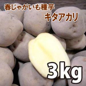 令和7年入荷分完売！】バイオ(ウイルスフリー)苗 栗かぐや PVP登録品種