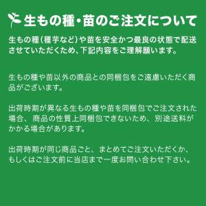 半額セール開催中!【￥1340→￥670】野菜...の詳細画像2