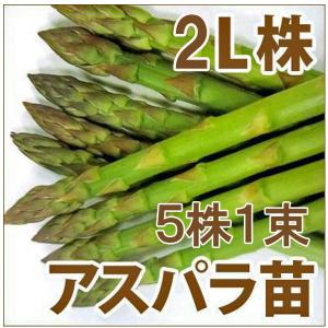 野菜の苗　ウェルカム　アスパラガス苗・アスパラ苗　2L株/素掘り株　5株1束【3月下旬頃より順次発送予定】