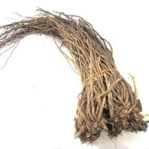 野菜の苗 ウェルカム アスパラガス苗・アスパラ...の詳細画像1
