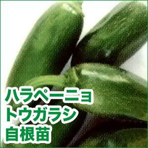 野菜の苗　ハラペーニョ・トウガラシ/青とうがらし 自根苗　2ポット入りセット/9cmポット　