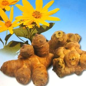 野菜・種/苗 キクイモ・菊芋 きくいも 種芋・...の詳細画像2