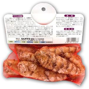 野菜・種/苗 ガジュツ[紫ウコン]薬草ウコン ...の詳細画像1