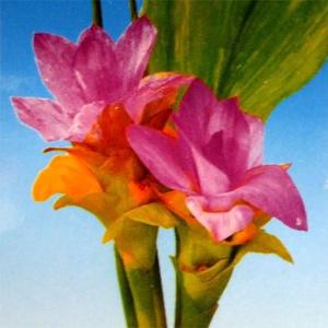 野菜・種/苗 ガジュツ[紫ウコン]薬草ウコン ...の詳細画像2