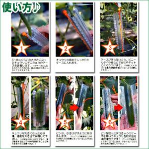 デコきゅう(家庭菜園用キュウリの型)ハート型と...の詳細画像2