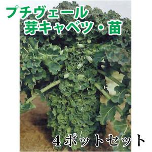 数量限定！野菜の苗　健康野菜　プチヴェール・非結球芽キャベツ/きゃべつ　苗　4ポット入りセット　