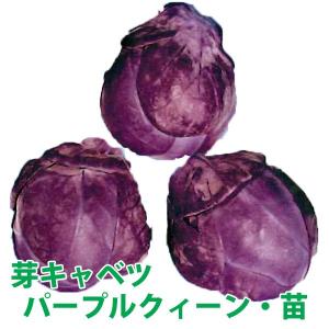 野菜の苗　芽キャベツ/パープルクィーン・キャベツ 苗　4ポット入りセット/9cmポット