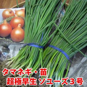 野菜の苗　極早生 ソユーズ3号・タマネギ 玉葱苗　玉ねぎ　　約100本