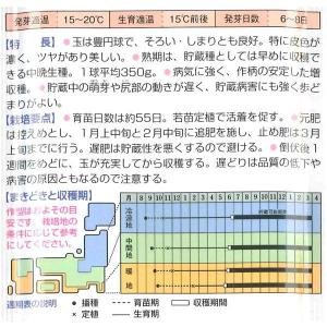 野菜の苗 中晩生 ネオアース・タマネギ 玉葱苗...の詳細画像2