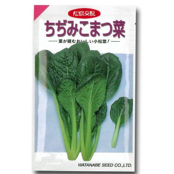 野菜の種/種子　ちぢみこまつ菜・小松菜・コマツナ　4.3ml　（メール便発送）
