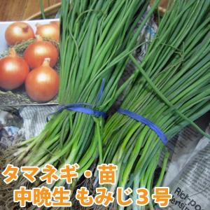 野菜の苗 中晩生 もみじ3号 タマネギ 玉葱苗　 玉ねぎ 約100本　【前払い不可】