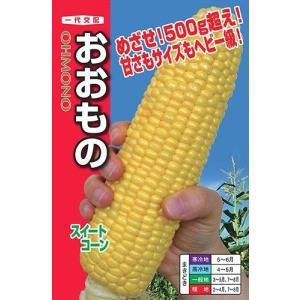 野菜の種/種子 おおもの・とうもろこし・スイートコーン 200粒（メール便発送）ナント種苗【12月中...