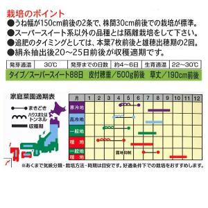 【大特価!】野菜の種/種子 おおもの・とうもろ...の詳細画像1