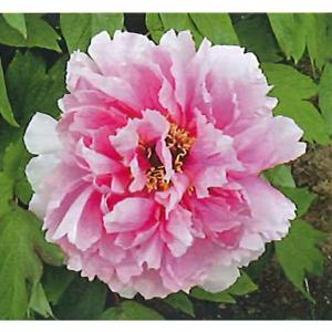 花の苗 牡丹 開花見込株 桃色系/１ポット/15cmポット(5号)/鉢植え/花壇/切花