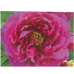 花の苗　牡丹  開花見込株　紫色系/１ポット/15cmポット(5号)/鉢植え/花壇/切花