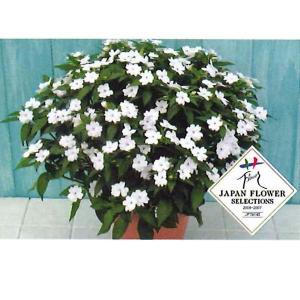 大特価！】花の苗 サンパチェンス/スイートハート/3ポットセット/10.5