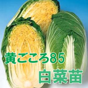 野菜の苗　黄ごころ65/ハクサイ・白菜　苗　10ポット入りセット　【9月上旬頃より順次発送】｜vg-harada