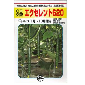 べにはるか　800本　新鮮さつまいも苗　無農薬　高品質ウイルスフリーF1苗 バイオ(ウイルスフリー)苗 紅はるか PVP登録品種 べにはるか