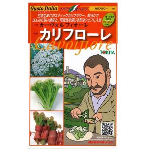 野菜の種/種子　カリフローレ・カーヴォルフィオーレ イタリア野菜　50粒　（メール便発送）