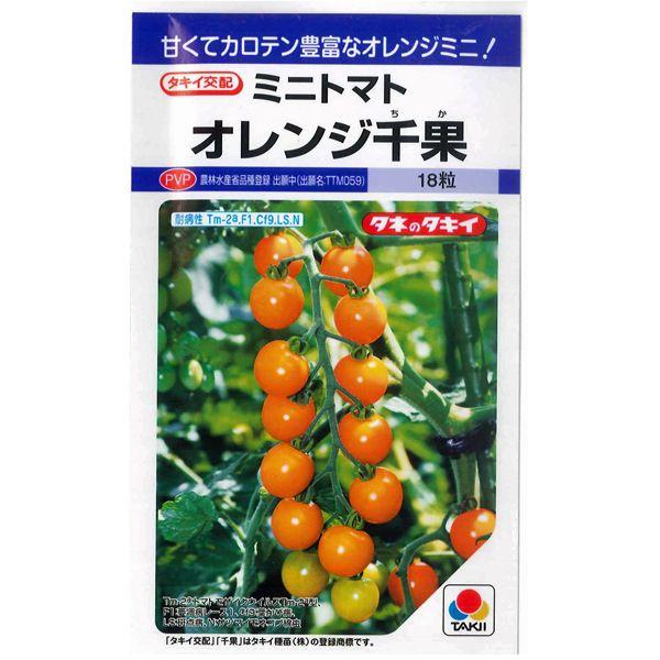 野菜の種/種子 オレンジ千果・ミニトマト 16粒（メール便発送）タキイ種苗