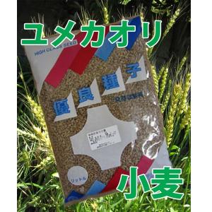 野菜の種/種子　小麦・ゆめかおり ユメカオリ　1kg